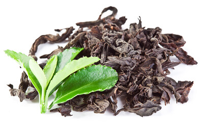Dried tea leaves with fresh green tea leaves isolated on a white background.
