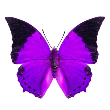 Best of purple butterfly isolated on white background in fancy color profile