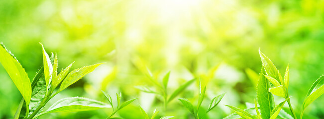 Panoramic landscape with large leaves of tea on a sunny summer day. Summer light bokeh.
