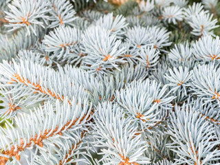 Naklejka na ściany i meble Selective focus, blue spruce branches in winter. The blue spruce tree ( Picea pungens). Christmas and new year decoration.