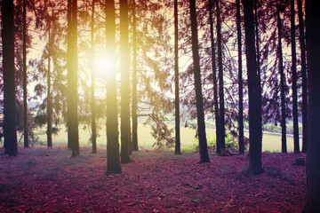 Fototapety na wymiar - Fototapeta24.pl