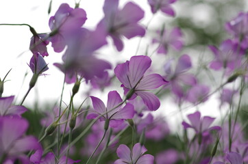 Obraz premium 花