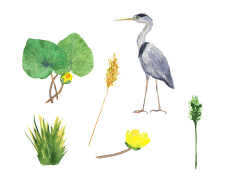 Watercolor heron bird and water plant isolated on white background. Hand drawing illustration of Grey heron, yellow lily, pond grass, leaves. Perfect for cards, print, greeting card. Clip art.