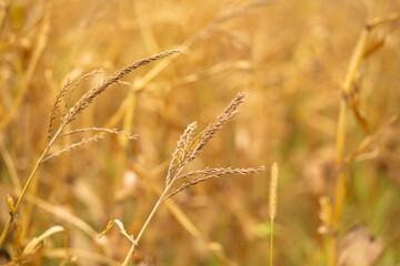 Close-up of a yellow ripe ear of wheat. Harvest season.