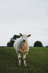 Schaf am Deich, direkter Blick