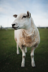 Schaf am Deich, Portrait