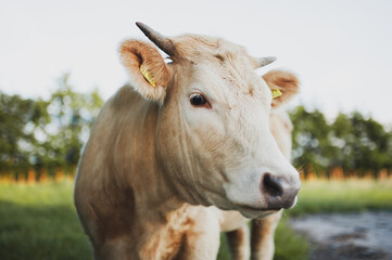 Sch&ouml;ne Jerseykuh auf der Weide, Portrait