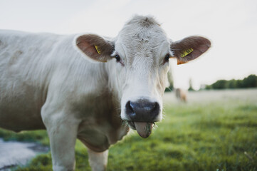 Jerseykuh auf der Weide streckt Zunge heraus