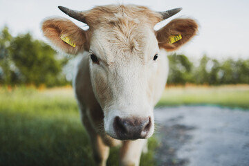 Sch&ouml;ne Kuh auf der Weide, Portrai