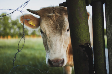 Sch&ouml;ne Kuh schaut durch den Zaun