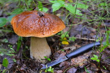 A white mushroom with a dark cap grows in the forest, next to a knife: how to collect mushrooms correctly, selective focus, a harvest concept of healthy eating and veganism and vegetarianism