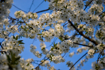 blooming cherry tree
spring
tree
nature
blossom
flowers on a blue background
