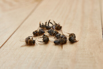 Dead bees on the body of the hive. A plague of bees due to environmental problems.