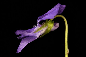 Heath Dog Violet (Viola canina). Flower Closeup