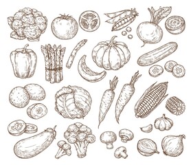 Sketch vegetables. Vector set in vintage style. Hand drawing. Tomato, cucumber, cabbage, potato, beetroot, corn. 