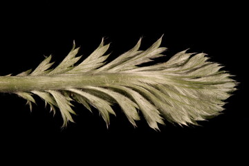 Silverweed (Potentilla anserina). Young Leaf Closeup