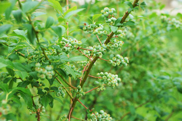 Unripe blueberries on a bush in the garden