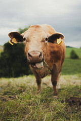 Kuh auf der Weide streckt die Zunge heraus