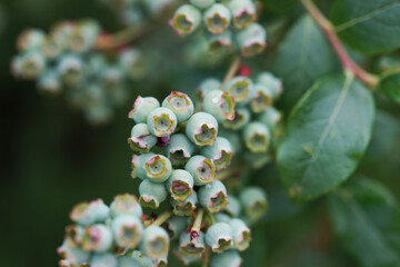 Unripe blueberries on a bush in the garden