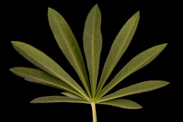 Fototapeta na wymiar Garden Lupin (Lupinus polyphyllus). Leaf Closeup