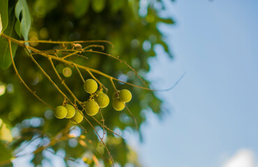 Raw longan fruit on the tree Blurry sky background.