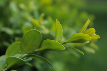 Obraz premium close up of green plant