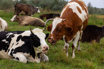 Rural cows graze on a green meadow. Rural life. Animals. agricultural country