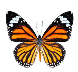 Common Tiger Butterfly in natural color profile isolated on white background