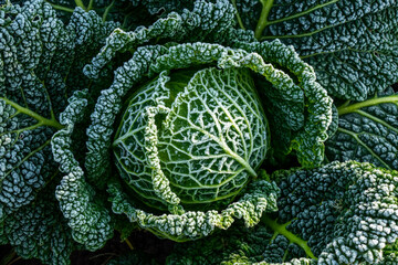 Close up of a rimed savoy cabbage plant (Brassica oleracea)

