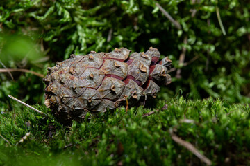 pine cones on the moss