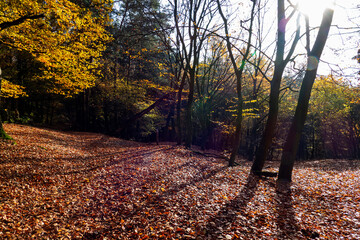 Autumn forest view with the sun shining through the trees

