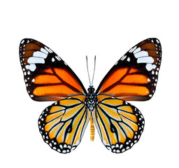 Common Tiger Butterfly lower wing profile in natural color isolated on white background
