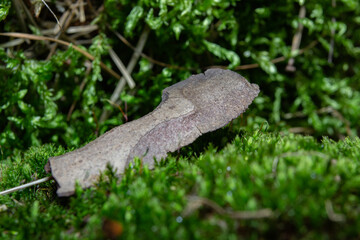 tree bark on moss