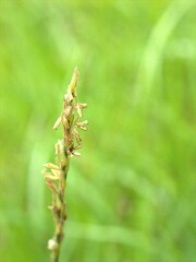 Closeup green grass in garden with blurred background ,macro image , soft focus for card design