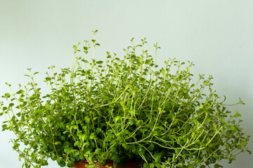 Close up of oregano growing (Oreganum vulgare)
