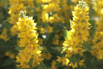 A variety of beautiful colors