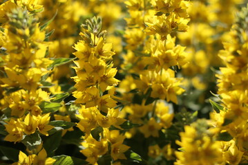 A variety of beautiful colors