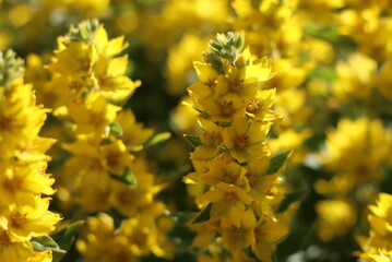 A variety of beautiful colors