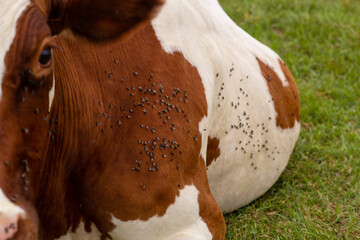 Close-up of a cow attacked by flies. Parasites cause discomfort in livestock.