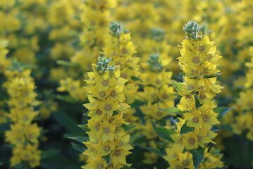 A variety of beautiful colors