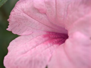 Closeup pink petal of ruellia toberosa (wild petunia )flower with blurred ,macro image and soft focus for background, sweet color for card design