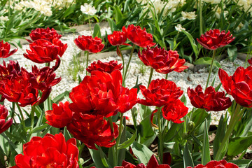 Red double peony tulip growing in white gravel.