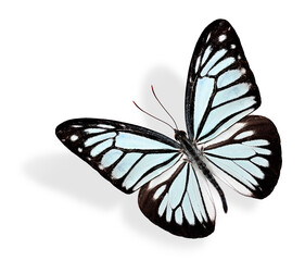 Flying Common Wanderer Butterfly upper wing profile in natural color, blue butterfly