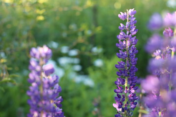 A variety of beautiful colors