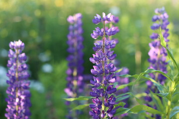 A variety of beautiful colors