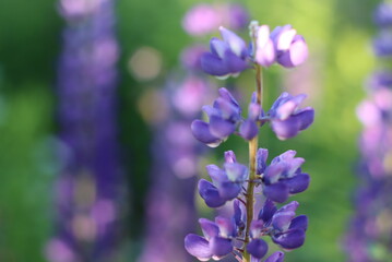 A variety of beautiful colors