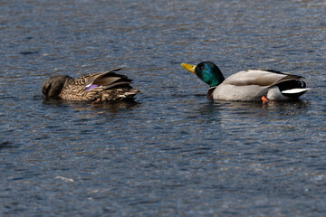 Ducks swimming in lake, Faroe Islands  