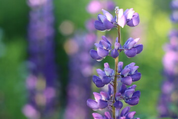 A variety of beautiful colors