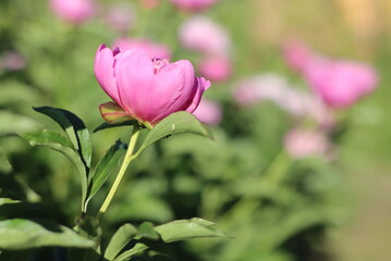 A variety of beautiful colors