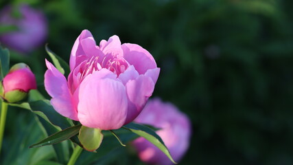 A variety of beautiful colors